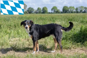 Lire la suite à propos de l’article Bouvier d’Appenzell éleveurs et chiots en Bavière