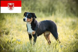 Lire la suite à propos de l’article Bouvier d’Appenzell éleveurs et chiots dans le Brandebourg