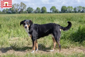 Lire la suite à propos de l’article Bouvier d’Appenzell éleveurs et chiots à Brême