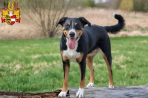 Lire la suite à propos de l’article Bouvier d’Appenzell éleveurs et chiots en Carinthie