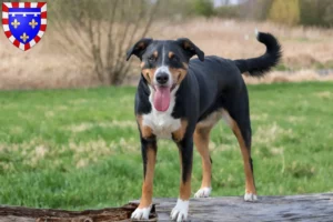 Lire la suite à propos de l’article Éleveurs de Bouviers d’Appenzell et chiots en Centre-Val de Loire