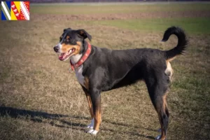 Lire la suite à propos de l’article Bouvier d’Appenzell éleveurs et chiots en Grand Est