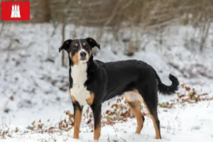 Lire la suite à propos de l’article Bouvier d’Appenzell éleveurs et chiots à Hambourg