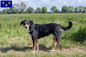 Lire la suite à propos de l’article Bouvier d’Appenzell éleveurs et chiots en Île-de-France