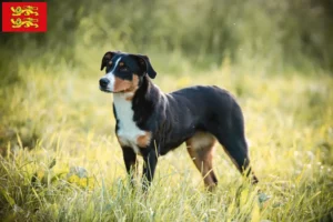 Lire la suite à propos de l’article Éleveurs de bouviers d’Appenzell et chiots en Normandie