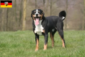 Lire la suite à propos de l’article Bouvier d’Appenzell éleveurs et chiots en Sarre