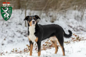 Lire la suite à propos de l’article Bouvier d’Appenzell éleveurs et chiots en Styrie