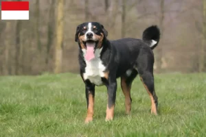 Lire la suite à propos de l’article Bouvier d’Appenzell éleveurs et chiots à Vienne