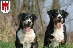 Lire la suite à propos de l’article Éleveurs de Bouviers d’Appenzell et chiots dans le Vorarlberg