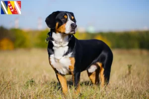 Lire la suite à propos de l’article Éleveurs de bouviers de l’Entlebuch et chiots en Grand Est