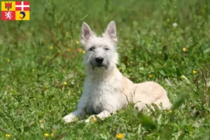 Lire la suite à propos de l’article Bouvier des Ardennes éleveurs et chiots en Auvergne-Rhône-Alpes