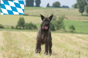 Lire la suite à propos de l’article Bouvier des Ardennes éleveurs et chiots en Bavière