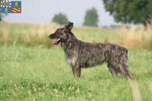 Lire la suite à propos de l’article Bouvier des Ardennes éleveurs et chiots en Bourgogne-Franche-Comté