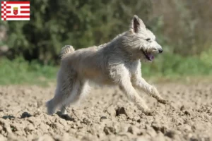 Lire la suite à propos de l’article Bouvier des Ardennes éleveurs et chiots à Bremen