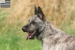 Lire la suite à propos de l’article Bouvier des Ardennes éleveurs et chiots en Bretagne