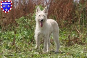 Lire la suite à propos de l’article Bouvier des Ardennes éleveurs et chiots en Centre-Val de Loire