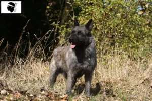 Lire la suite à propos de l’article Bouvier des Ardennes éleveurs et chiots en Corse