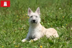 Lire la suite à propos de l’article Bouvier des Ardennes éleveurs et chiots à Hambourg