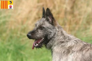 Lire la suite à propos de l’article Bouvier des Ardennes éleveurs et chiots en Provence-Alpes-Côte d’Azur