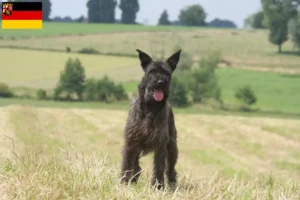 Lire la suite à propos de l’article Bouvier des Ardennes éleveurs et chiots en Rhénanie-Palatinat