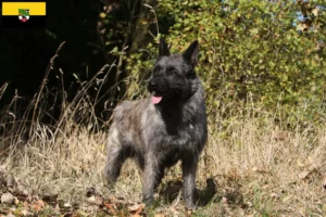 Lire la suite à propos de l’article Bouvier des Ardennes éleveurs et chiots en Saxe-Anhalt