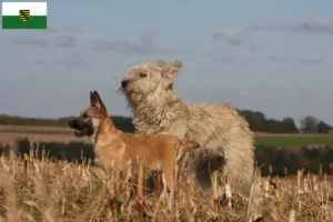 Lire la suite à propos de l’article Bouvier des Ardennes éleveurs et chiots en Saxe