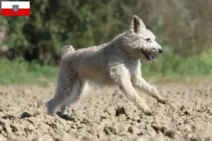 Lire la suite à propos de l’article Bouvier des Ardennes éleveurs et chiots en Thuringe