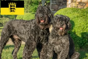 Lire la suite à propos de l’article Bouvier des Flandres éleveurs et chiots en Baden-Württemberg