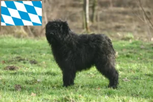 Lire la suite à propos de l’article Bouvier des Flandres éleveurs et chiots en Bavière