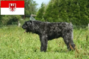 Lire la suite à propos de l’article Bouvier des Flandres éleveurs et chiots en Brandebourg