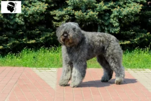 Lire la suite à propos de l’article Bouvier des Flandres éleveurs et chiots en Corse