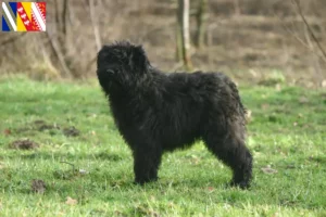 Lire la suite à propos de l’article Bouvier des Flandres éleveurs et chiots en Grand Est