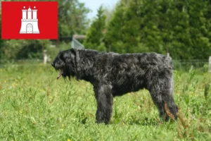 Lire la suite à propos de l’article Bouvier des Flandres éleveurs et chiots à Hambourg