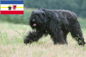 Lire la suite à propos de l’article Bouvier des Flandres éleveurs et chiots dans le Mecklembourg-Poméranie occidentale