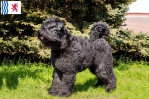 Lire la suite à propos de l’article Bouvier des Flandres éleveurs et chiots en Nouvelle-Aquitaine