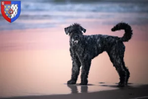 Lire la suite à propos de l’article Bouvier des Flandres éleveurs et chiots en Pays de la Loire