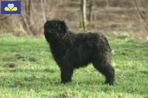 Lire la suite à propos de l’article Bouvier des Flandres éleveurs et chiots en Région de Bruxelles-Capitale