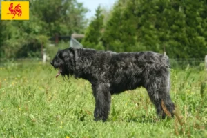 Lire la suite à propos de l’article Bouvier des Flandres éleveurs et chiots en Région wallonne