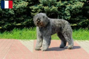 Lire la suite à propos de l’article Bouvier des Flandres éleveurs et chiots à la Réunion