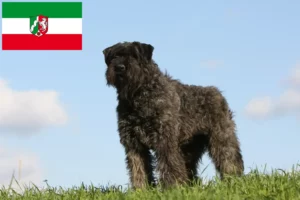 Lire la suite à propos de l’article Bouvier des Flandres Éleveurs et chiots en Rhénanie-du-Nord-Westphalie