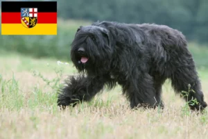 Lire la suite à propos de l’article Bouvier des Flandres éleveurs et chiots en Sarre