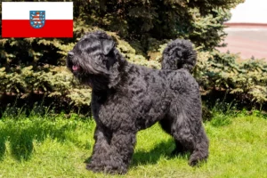 Lire la suite à propos de l’article Bouvier des Flandres éleveurs et chiots en Thuringe