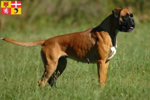 Lire la suite à propos de l’article Éleveurs de boxers et chiots en Auvergne-Rhône-Alpes