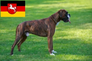 Lire la suite à propos de l’article Éleveurs de boxers et chiots en Basse-Saxe