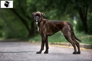 Lire la suite à propos de l’article Boxer éleveurs et chiots en Corse