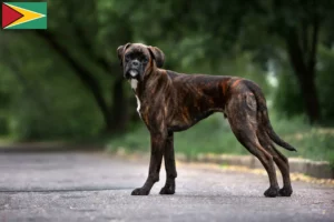 Lire la suite à propos de l’article Éleveurs de boxers et chiots en Guyane