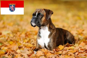 Lire la suite à propos de l’article Boxer éleveurs et chiots en Hesse