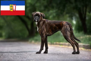 Lire la suite à propos de l’article Boxer éleveurs et chiots dans le Schleswig-Holstein