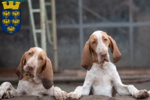 Lire la suite à propos de l’article Bracco Italiano éleveurs et chiots en Basse-Autriche