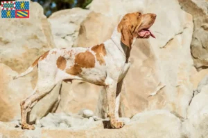 Lire la suite à propos de l’article Bracco Italiano éleveurs et chiots en Bourgogne-Franche-Comté